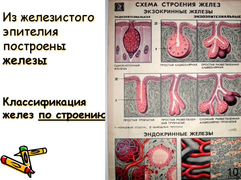 Из железистого эпителия построены железы  Классификация желез по строению 102